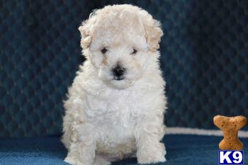 Puppies in PA